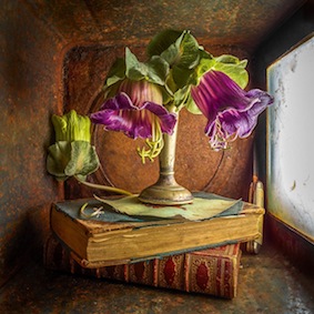 Simon-Schollum|Through the Looking Glass |  Cobaea Scandens   | McAtamney Gallery and Design store | Geraldine NZ